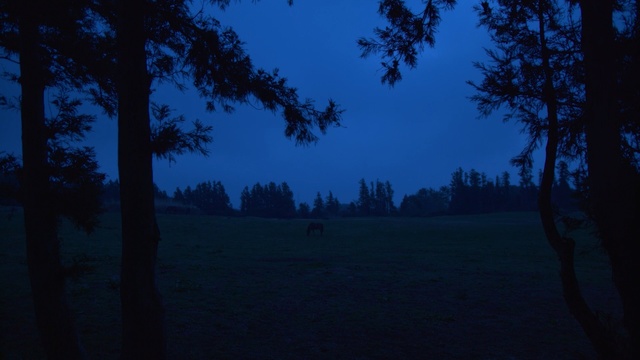 Video Reference: sky, nature, night, tree, atmosphere, darkness, light, evening, morning, moonlight