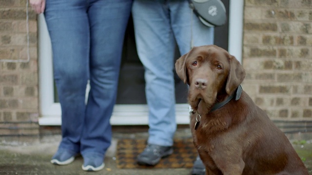 Video Reference: Dog, Vertebrate, Canidae, Mammal, Dog breed, Vizsla, Sporting Group, Carnivore, Pointing breed, Liver