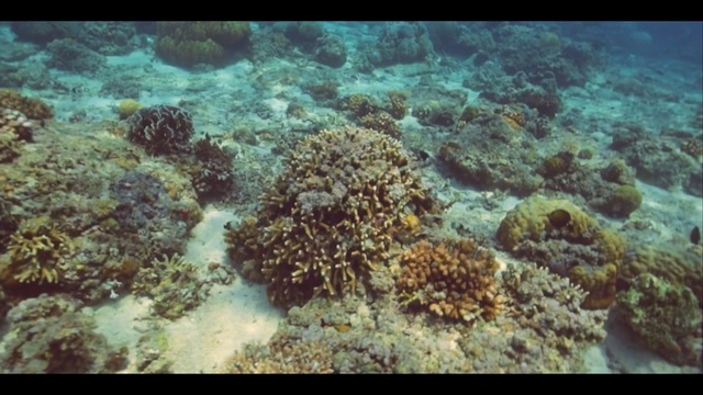 Video Reference: Reef, Coral reef, Underwater, Coral, Marine biology, Natural environment, Organism, Invertebrate, Stony coral, Coastal and oceanic landforms