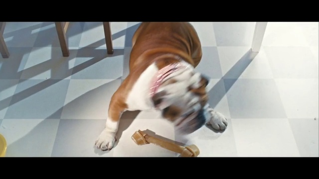 Video Reference: Mammal, Dog, Vertebrate, Dog breed, Canidae, Bulldog, Olde english bulldogge, Old english bulldog, Carnivore, Puppy