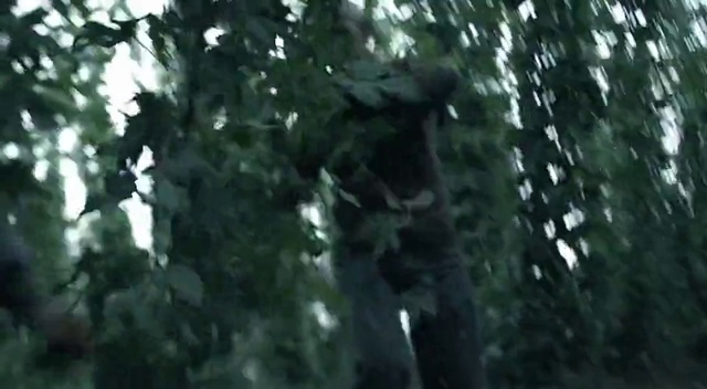 Video Reference: Tree, Forest, Nature, Natural environment, Woodland, Jungle, Old-growth forest, Vegetation, Rainforest, Biome