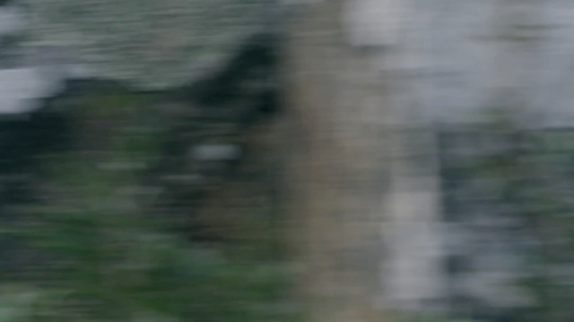 Video Reference: Nature, Natural environment, Tree, Wildlife, Leaf, Grass, Woodland, Forest, Plant, Wood, Person