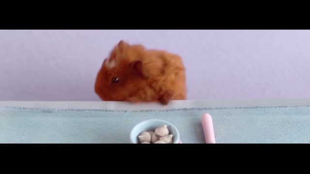 Video Reference: Guinea pig, Rodent, Hamster, Fawn