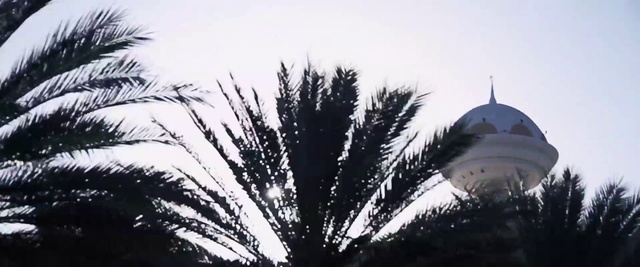 Video Reference: Tree, Palm tree, Arecales, Sky, Plant, Woody plant, Attalea speciosa, Date palm, Black-and-white, Elaeis