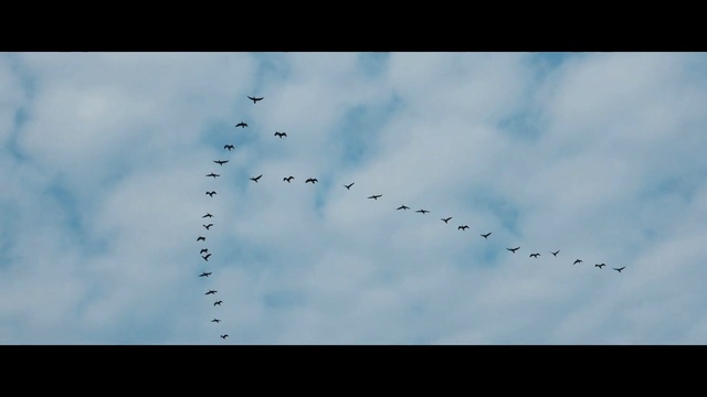 Video Reference: Flock, Bird, Bird migration, Sky, Animal migration, Atmosphere, Cloud