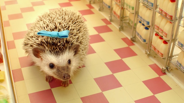 Video Reference: hedgehog, erinaceidae, domesticated hedgehog, mammal, fauna, snout, porcupine, whiskers