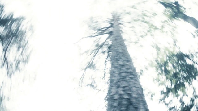 Video Reference: Tree, Sky, Branch, Woody plant, Trunk, Plant, Forest, Sunlight, Black-and-white, Palm tree