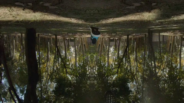 Video Reference: Reflection, Water, Tree, Plant, Bayou, Forest