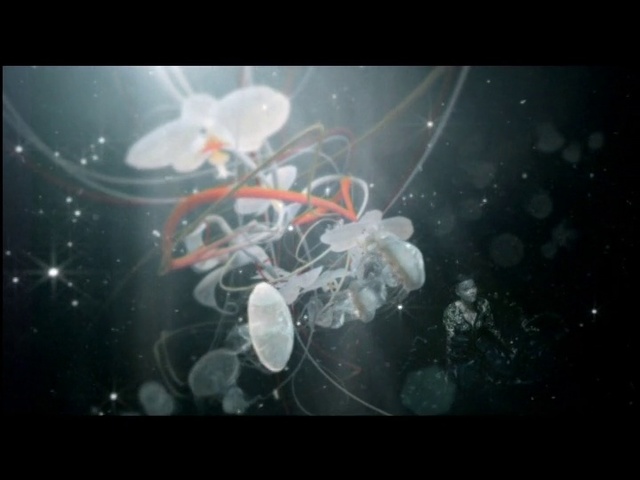 Video Reference: Cnidaria, Organism, Marine invertebrates, Jellyfish, Marine biology, Invertebrate, Font, Graphics, Space, Art