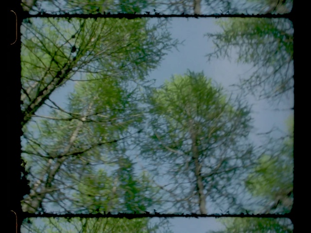 Video Reference: Nature, Green, Tree, Vegetation, Branch, Natural environment, Leaf, Plant, Sky, Woody plant