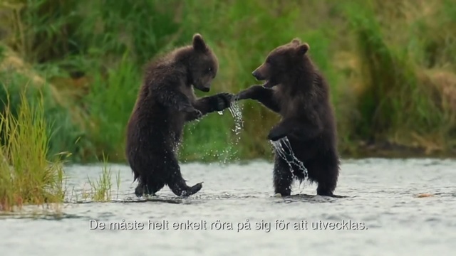 Video Reference: Mammal, Bear, Vertebrate, Brown bear, Grizzly bear, American black bear, Terrestrial animal, Carnivore, Wildlife, Adaptation, Person