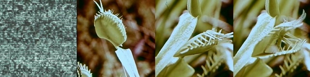 Video Reference: food grain, grass family, commodity, emmer, maize, plant stem, cereal, grass, grain, Person