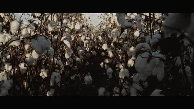 Video Reference: Nature, Branch, Leaf, Tree, Light, Sunlight, Atmosphere, Twig, Spring, Plant