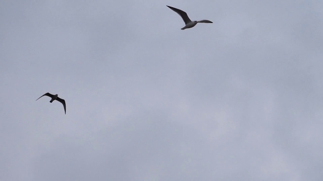 Video Reference: Bird, Sky, Bird migration, Beak, Seabird, Flock, Wing, Animal migration, Flight, Wildlife