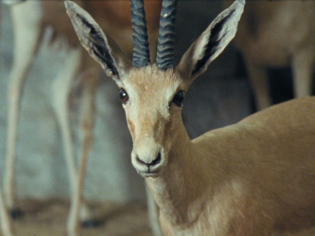 Video Reference: wildlife, fauna, horn, antelope, terrestrial animal, gazelle, springbok, organism, snout, barbary sheep