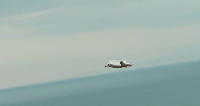Video Reference: Wing, Seabird, Bird, Sky, Calm, Water bird, Gull, Sea, Beak