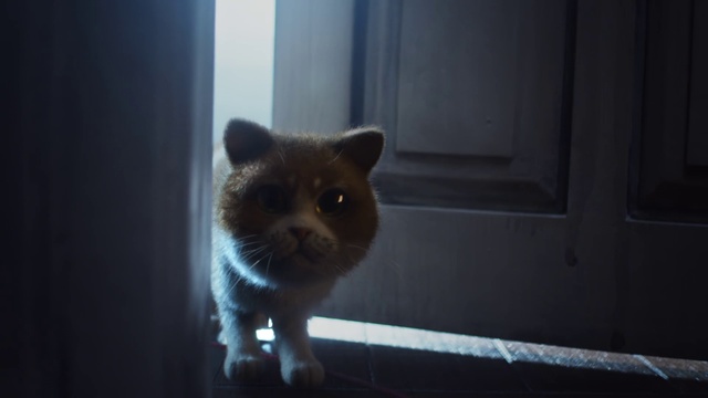 Video Reference: Cat, Mammal, Felidae, Whiskers, Small to medium-sized cats, Snout, Carnivore, Eye, Organism, British semi-longhair