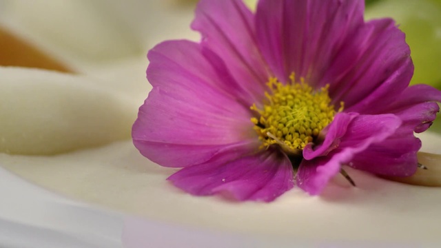 Video Reference: Flower, Flowering plant, Petal, Pink, Plant, Close-up, Pollen, Purple, Table, Plate, Small, White, Sitting, Food, Vase, Holding, Yellow, Cut, Red, Laying, Bloom