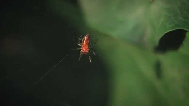 Video Reference: Nature, Spider web, Green, Insect, Macro photography, Invertebrate, Spider, Close-up, Wildlife, Leaf
