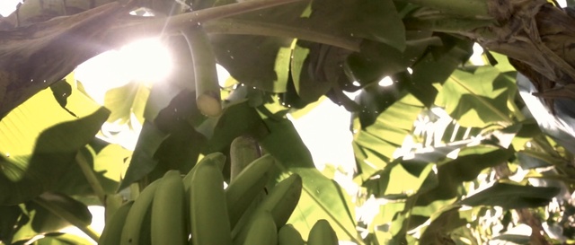 Video Reference: Leaf, Green, Plant, Banana leaf, Tree, Flower