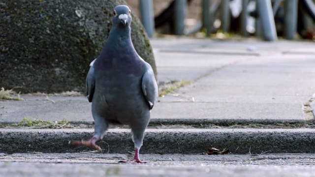 Video Reference: Bird, Vertebrate, Beak, Stock dove, Pigeons and doves, Rock dove, Snapshot, Leg, Adaptation