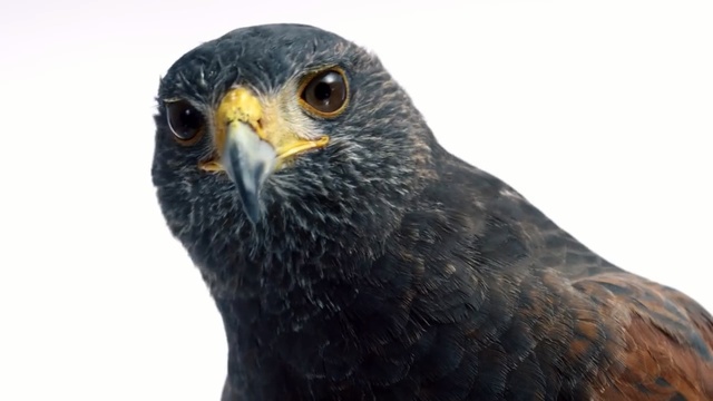 Video Reference: Bird, Vertebrate, Beak, Hawk, Peregrine falcon, Falcon, Bird of prey, Kite, Sharp shinned Hawk, Accipitriformes