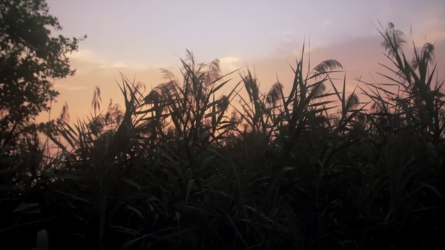 Video Reference: Nature, Sky, Vegetation, Atmospheric phenomenon, Morning, Grass, Horizon, Phragmites, Afterglow, Evening