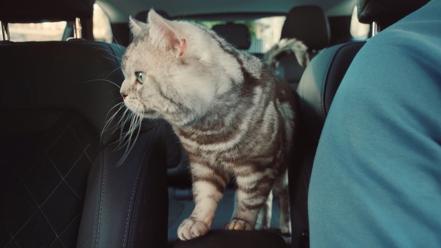 Video Reference: Cat, Mammal, Vertebrate, Small to medium-sized cats, Felidae, Whiskers, American shorthair, Carnivore, Asian, Snout