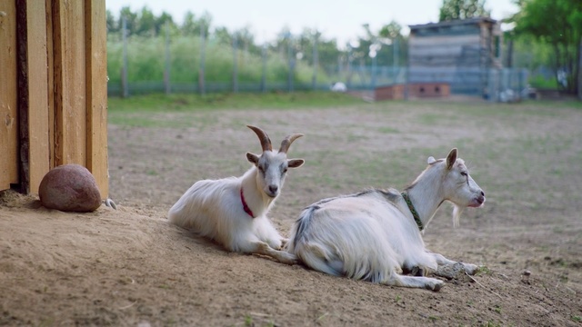 Video Reference: Goats, Goat, Cow-goat family, Zoo, Wildlife, Goat-antelope, Livestock, Feral goat, Horn, Mountain goat, Person, Grass, Laying, Outdoor, Animal, Mammal, Field, Lying, Sitting, Cow, Resting, Dirt, White, Green, Baby, Sheep, Ground, Cattle, Shade