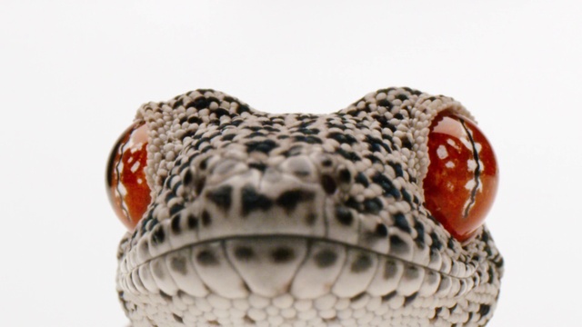 Video Reference: Snake, Reptile, Scaled reptile, Corn Snake, Colubridae