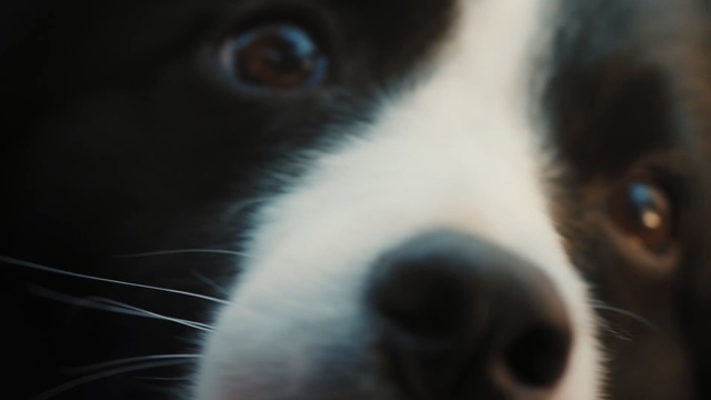 Video Reference: Mammal, Vertebrate, Dog, Canidae, Nose, Dog breed, Snout, Carnivore, Close-up, Whiskers