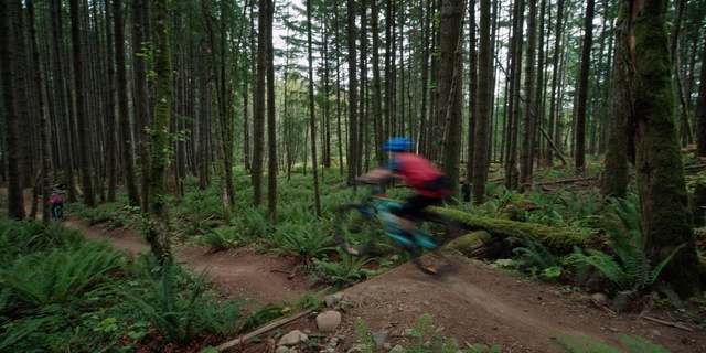 Video Reference: Forest, Woodland, Trail, Natural environment, Jungle, Old-growth forest, Nature reserve, Biome, Wilderness, Valdivian temperate rain forest