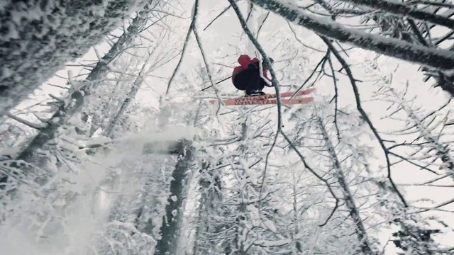 Video Reference: Snow, Winter, Cardinal, Branch, Tree, Freezing, Bird, Frost, Organism, Blizzard