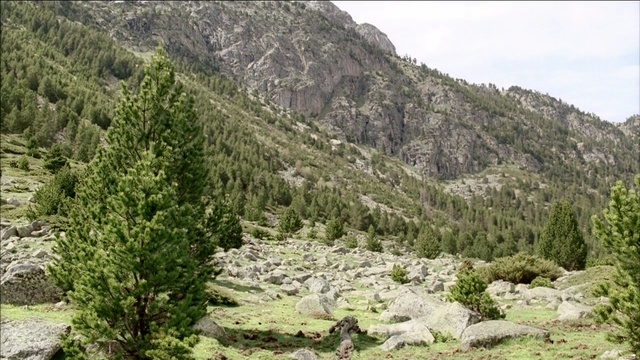 Video Reference: vegetation, ecosystem, nature reserve, wilderness, tree, shrubland, mountain, tropical and subtropical coniferous forests, geological phenomenon, spruce fir forest