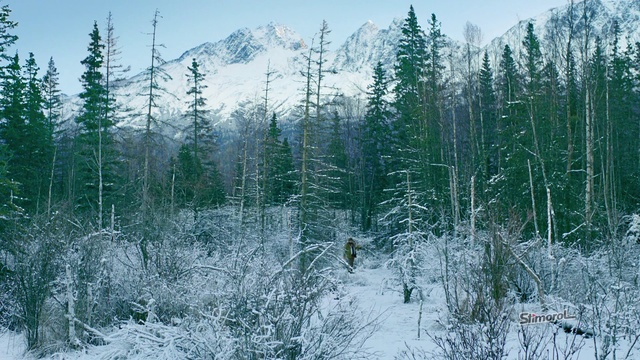 Video Reference: shortleaf black spruce, balsam fir, Tree, Larix lyalliiSubalpine Larch, Spruce-fir forest, lodgepole pine, Tropical and subtropical coniferous forests, Forest, Natural environment, Vegetation, Person