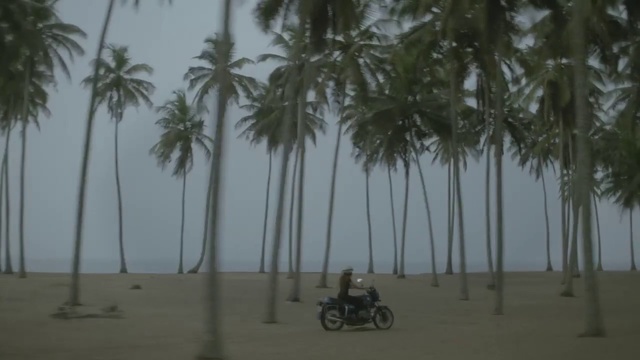 Video Reference: Tree, Palm tree, Atmospheric phenomenon, Arecales, Woody plant, Elaeis, Mode of transport, Plant, Tropics, Vacation, Person