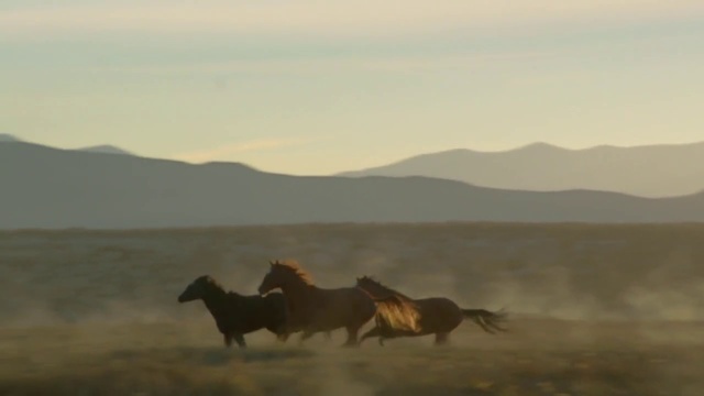 Video Reference: Horse, Wildlife, Atmospheric phenomenon, Mustang horse, Ecoregion, Sky, Grassland, Herd, Steppe, Stallion