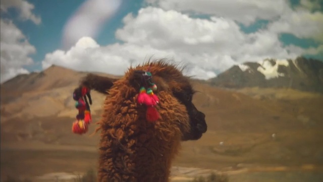 Video Reference: camel like mammal, sky, llama, livestock, ecoregion, landscape, alpaca, cloud, Person