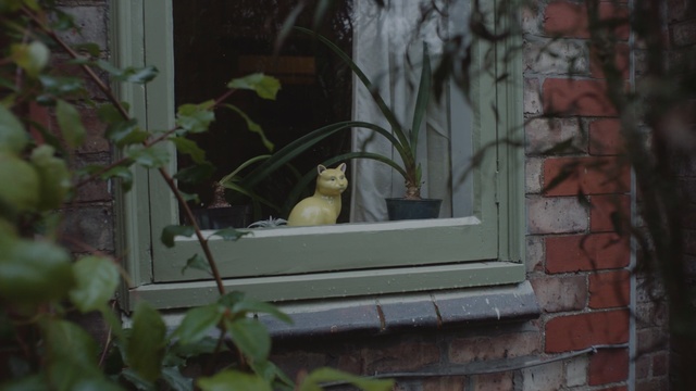 Video Reference: window, plant, bird feeder, tree, house