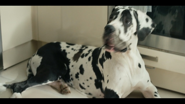 Video Reference: Dog, Mammal, Vertebrate, Dog breed, Canidae, Carnivore, Non-Sporting Group, Great dane, Snout, Dalmatian