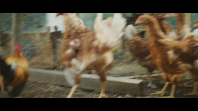 Video Reference: Chicken, Galliformes, Rooster, Poultry, Livestock, Bird, Fowl