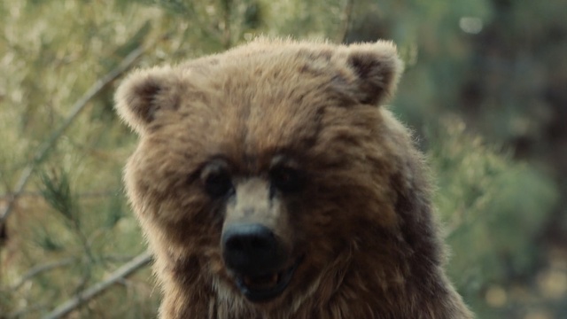 Video Reference: Mammal, Vertebrate, Terrestrial animal, Brown bear, Grizzly bear, Bear, Wildlife, Snout, Carnivore, Adaptation