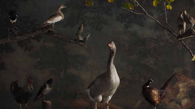 Video Reference: Bird, Vertebrate, Beak, Wildlife, Adaptation, Organism, Water bird, Branch, Fowl, Seabird