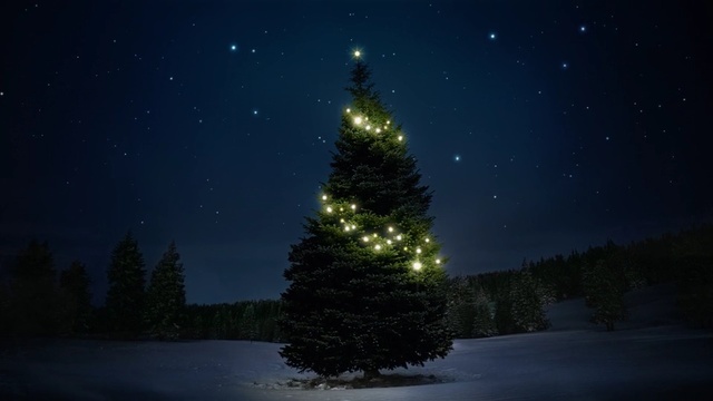 Video Reference: christmas tree, sky, nature, tree, night, spruce, woody plant, atmosphere, winter, fir