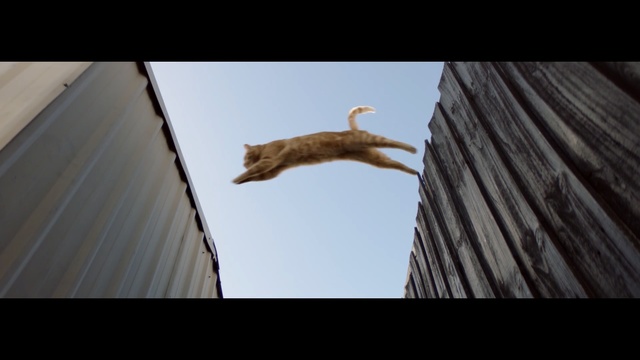 Video Reference: Photograph, Squirrel, Snapshot, Tail, Organism, Cat, Wildlife, Sky, Photography, Wood