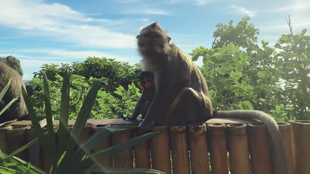 Video Reference: Macaque, Old world monkey, Rhesus macaque, Tree, Wildlife, Adaptation, Primate, Zoo, Person