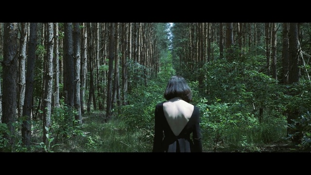 Video Reference: People in nature, Forest, Nature, Natural environment, Tree, Green, Old-growth forest, Woodland, Jungle, Biome