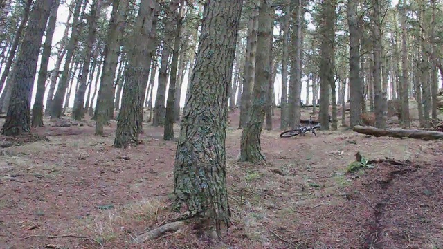 Video Reference: woodland, ecosystem, forest, tree, nature reserve, spruce fir forest, grove, temperate coniferous forest, old growth forest, temperate broadleaf and mixed forest