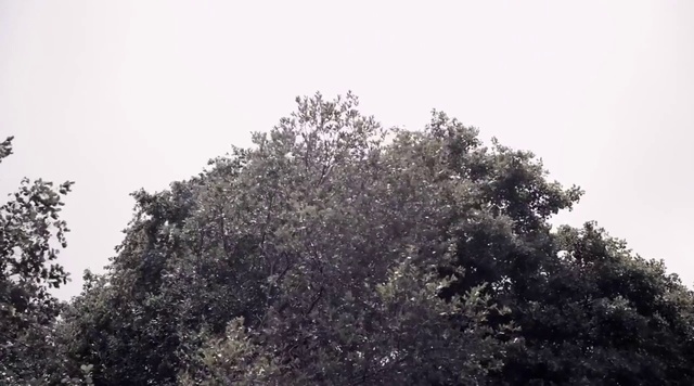 Video Reference: Tree, Vegetation, Woody plant, Plant, Sky, Branch, Leaf, Spring, Shrub, Plant community