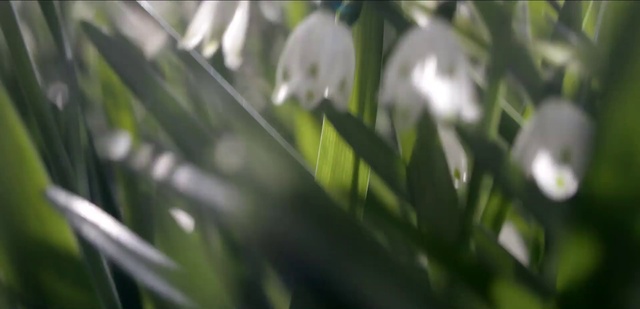 Video Reference: Flowering plant, Galanthus, Flower, Plant, Snowdrop, Grass, Spring, Grass family, Plant stem, summer snowflake
